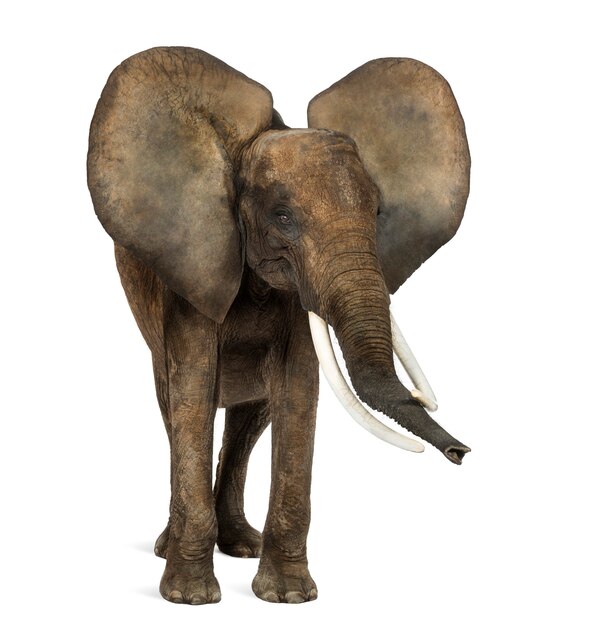 Condizione dell'elefante africano, orecchie su, isolato su bianco