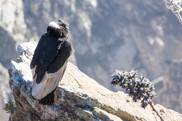 Condor al canyon del Colca seduto PerùSud America Questo è un condor, il più grande uccello volante della terra