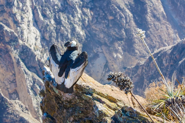 Condor al canyon del Colca seduto PerùSud America Questo è un condor, il più grande uccello volante della terra