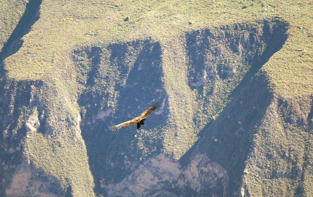 Condor andino che vola alla luce del mattino del canyon del Colca nella regione di Arequipa Perù