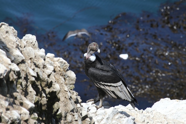 Condor andino sulla costa rocciosa