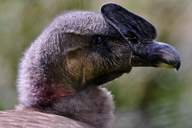 Condor andino Vultur gryphus impressionante ritratto dettagliato della testa e del becco