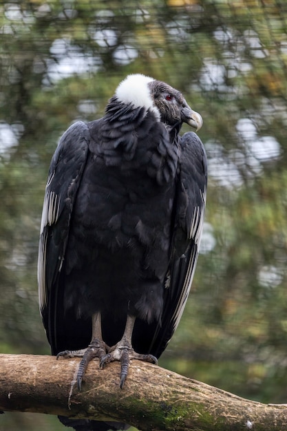 Condor delle Ande (Vultur gryphus)