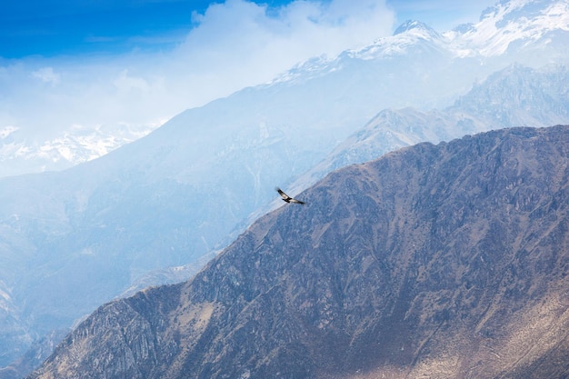 Condor in volo sopra le montagne