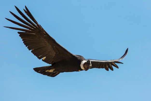 Condor volante nel canyon del Colca, Perù