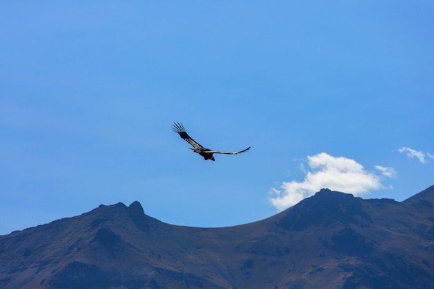 Condor volante nel canyon del Colca, Perù