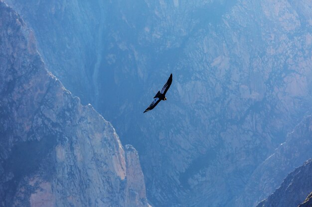 Condor volante nel canyon del Colca, Perù