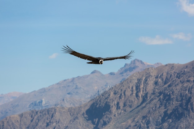 Condor volante nel canyon del Colca, Perù