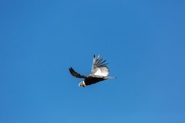 Condor volante nel canyon del Colca, Perù