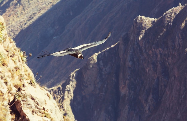 Condor volante nel canyon del Colca, Perù