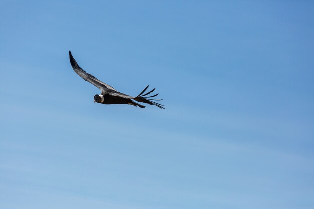 Condor volante nel canyon del Colca, Perù