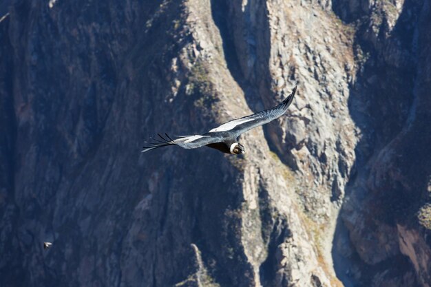 Condor volante nel canyon del Colca, Perù