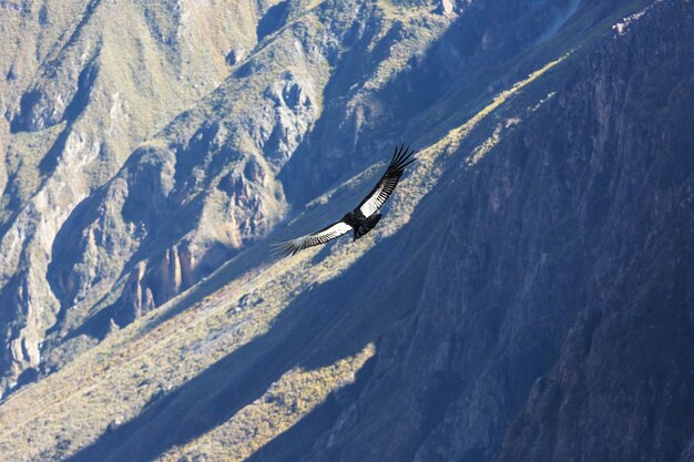 Condor volante nel canyon del Colca, Perù