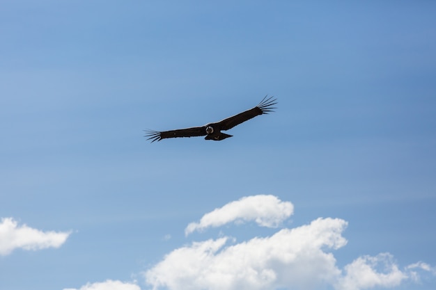 Condor volante nel canyon del Colca, Perù