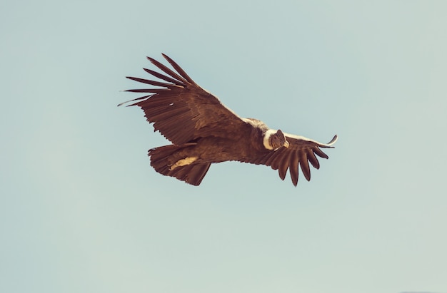 Condor volante nel canyon del Colca, Perù