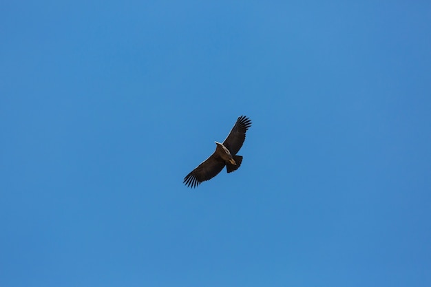 Condor volante nel canyon del Colca, Perù