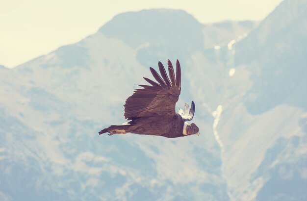 Condor volante nel canyon del Colca, Perù