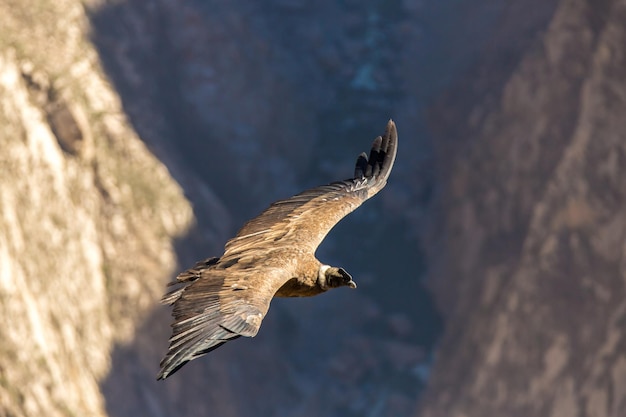 Condor volante sul canyon del Colca PerùSud America Questo condor è il più grande uccello volante della terra