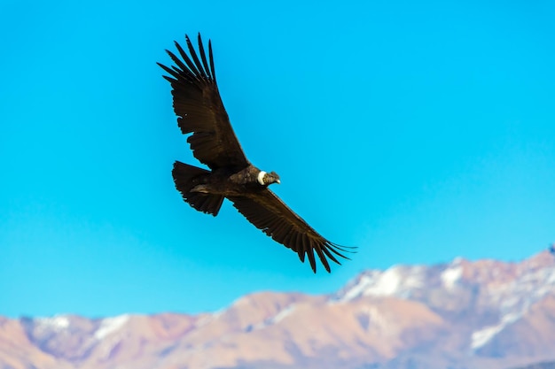 Condor volante sul canyon del Colca PerùSud America Questo condor è il più grande uccello volante della terra