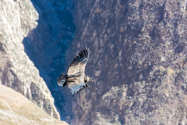 Condor volante sul canyon del Colca PerùSud America Questo condor è il più grande uccello volante della terra