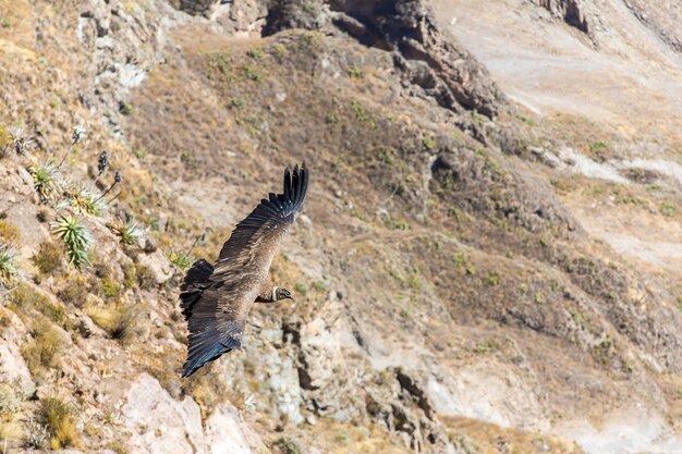 Condor volante sul canyon del Colca PerùSud America Questo condor è il più grande uccello volante della terra