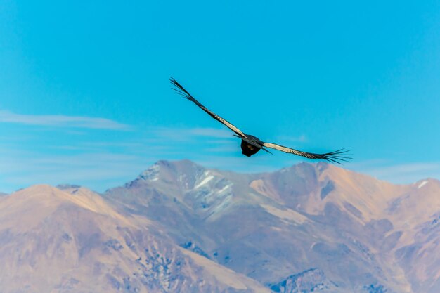 Condor volante sul canyon del Colca PerùSud America Questo condor è il più grande uccello volante della terra