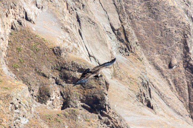 Condor volante sul canyon del Colca PerùSud America Questo è un condor il più grande uccello volante della terra