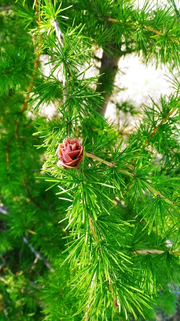 Cone di pino sull'albero