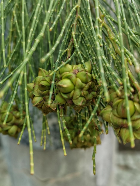 Cone di pino verde che assomiglia a becchi di uccelli