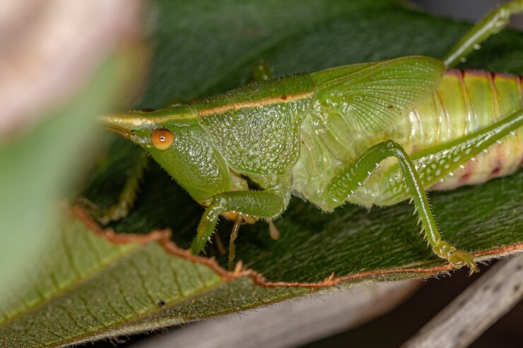 Foto conehead katydid ninfa della sottofamiglia conocephalinae