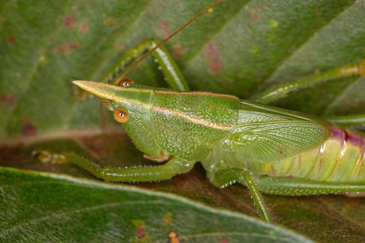 Foto conehead katydid ninfa della sottofamiglia conocephalinae