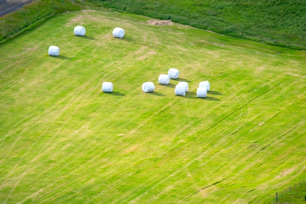 Confezionato in balle bianche di erba raccolta nel campo dell'Islanda