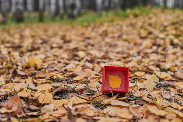 Confezione regalo con foglia d'autunno. Concetto di nuova stagione, copia dello spazio.