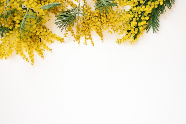 Confine, banner di fiori di mimosa gialla su fondo beige con spazio per le copie. Biglietto di auguri Pasqua, 8 marzo, compleanno
