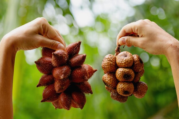 Confronto tra Salak o frutti di serpente selvatici e coltivati