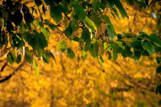 Congedo autunnale e sfondo natura sfocato Fogliame colorato nel parco Foglie cadenti sfondo naturale Concetto di stagione autunnale