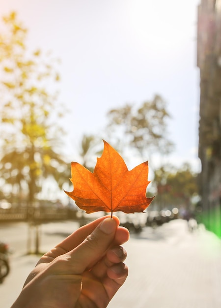 Congedo autunnale in mano d'uomo Calda giornata di sole in città vicino al mare Palme sullo sfondo