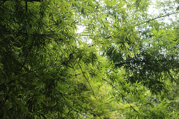 Congedo per alberi di bambù, foresta