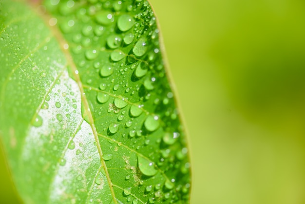 Congedo verde del primo piano con goccia di acqua.