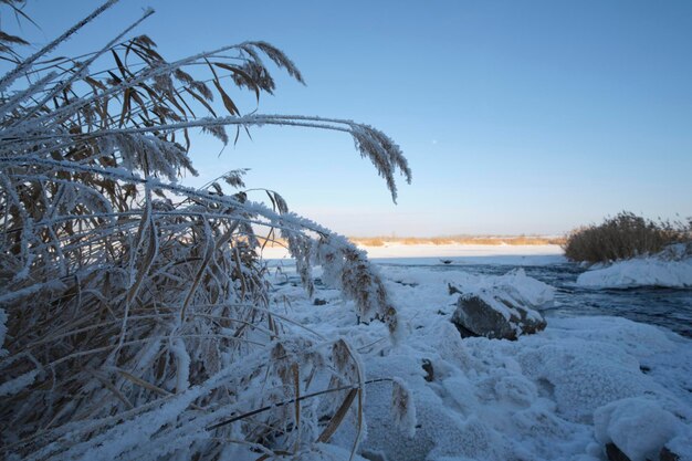 Congelati coperti di neve e canna di gelo sulla riva del fiume