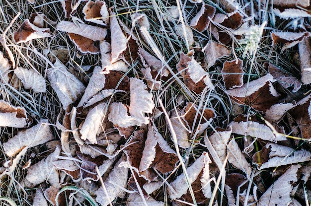 Congelati foglie autunnali naturali vintage inverno sfondo macro immagine