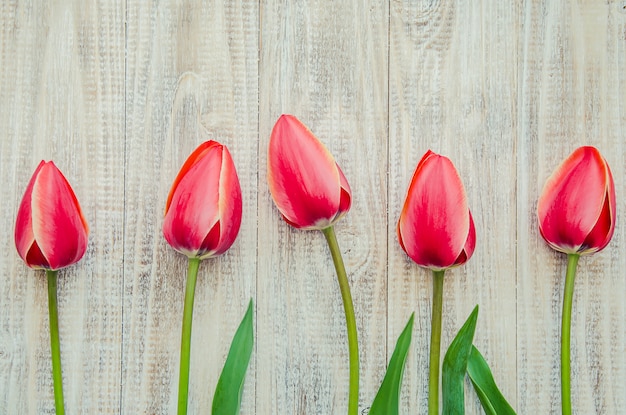 Congratulazioni e tulipani su uno sfondo chiaro. messa a fuoco selettiva.