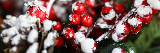 Coni abete e ramoscello di sorbo nella neve per la decorazione domestica