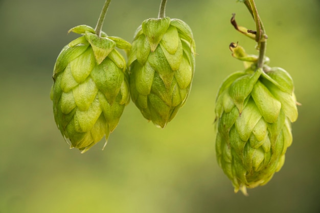 Coni di luppolo freschi verdi per produrre primo piano del pane e della birra, fondo agricolo.