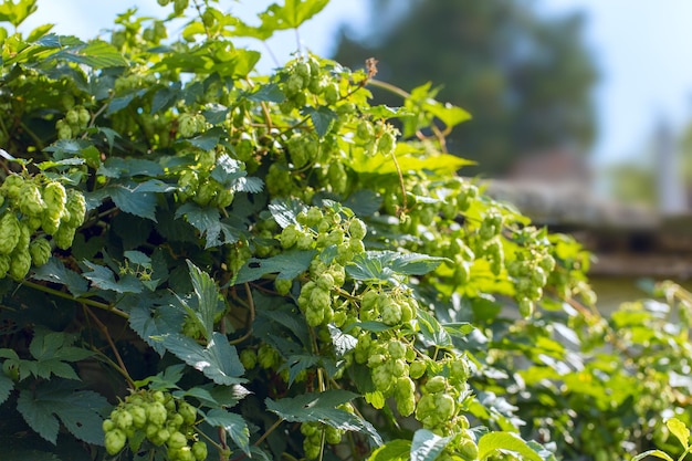 Coni di luppolo in un cesto per la produzione di birra fresca naturale concetto di produzione della birra