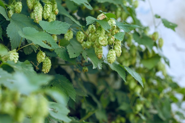 Coni di luppolo in un cesto per la produzione di birra fresca naturale concetto di produzione di birra