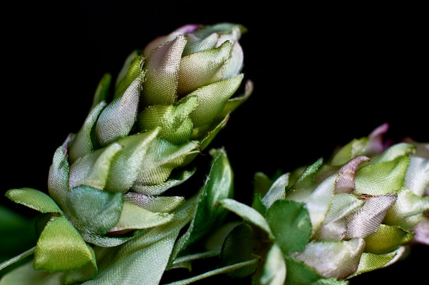 Coni di luppolo isolati su uno sfondo nero. Fiori finti di seta artificiale