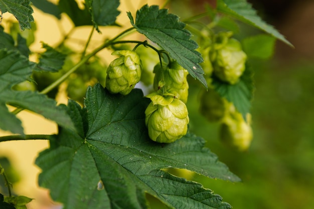 Coni di luppolo organici maturi freschi verdi per fare birra e pane vicino a te