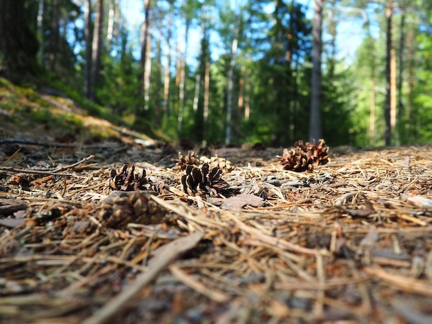 Coni di pino o abete giacciono su vecchie foglie secche e su aghi di pino primo piano Sentiero nel bosco in una foresta di conifere Alberi verdi sullo sfondo Il tema dell'ecologia e della conservazione delle foreste