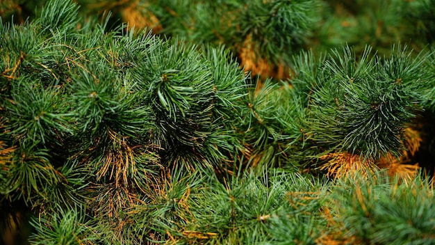 Coni di pino sull'albero